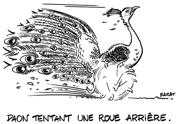 Paon tentant une roue arri�re